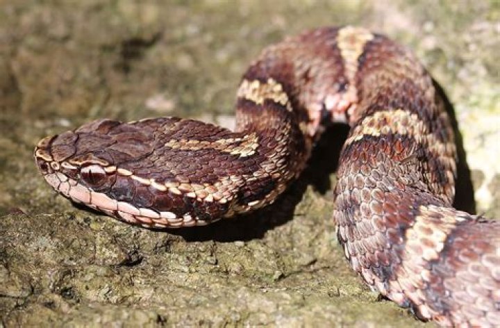 10 Deadliest Animals In Japan WorldAtlas