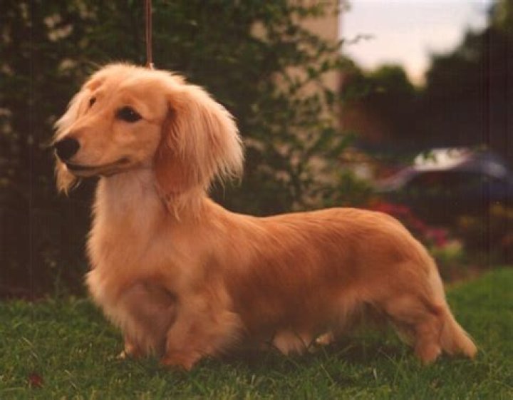 20 Longhaired Miniature Dachshund Facts That'll Impress You