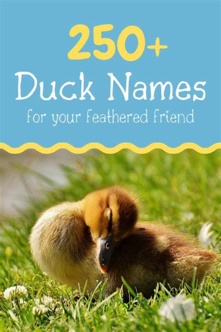 250+ Duck Names for Your Feathered Friend (From Aflac to Xerxes