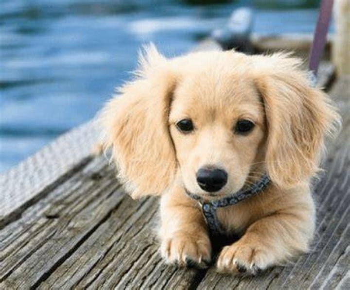 A Golden Wiener. (Golden Retriever, Wiener Dog Crossbread) aww
