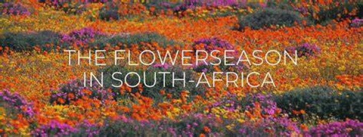 All Season Flowers South Africa Home Alqu