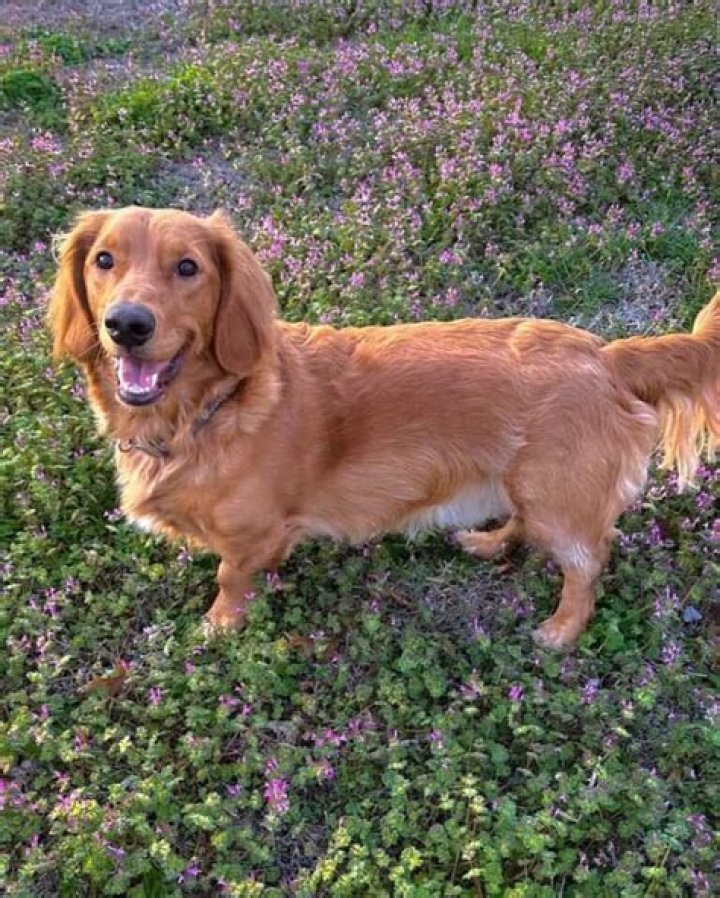 AWW!! Dachshund Mixed with Golden Retriever....How on earth do you mix
