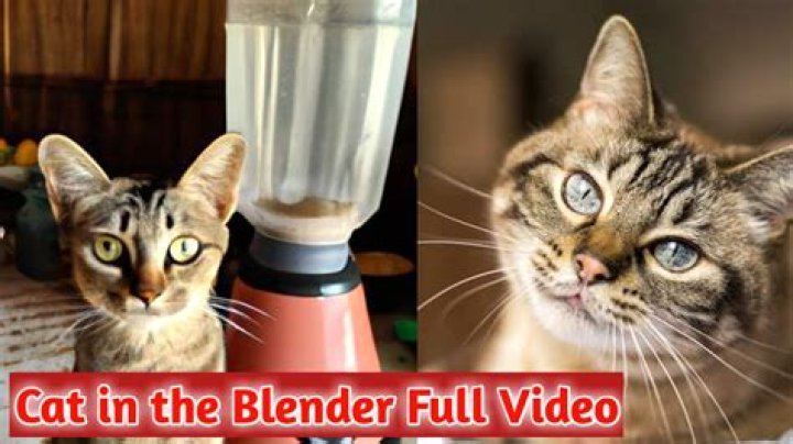 Cat Blender Video Twitter (Watch Full Video Here)