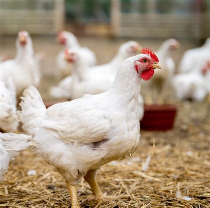 Chicken Options, Gypsy-lupone