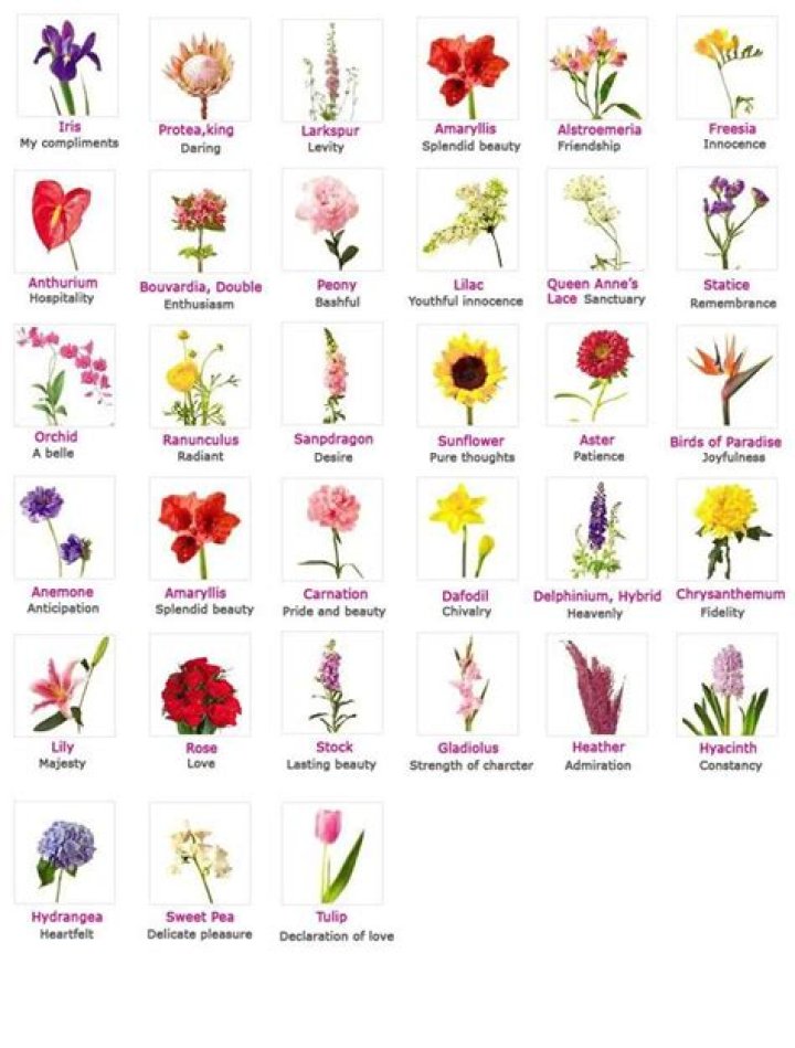 Flowers, Their Meanings, And Which Ones NOT To Give Your Valentine