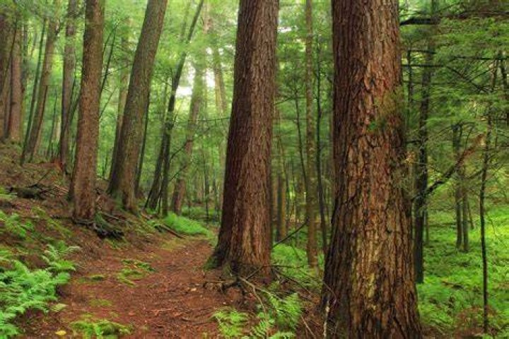 Forrest H. Dutlinger Natural Area (Revisit) (5) Oldgrowth&hellip; Flickr