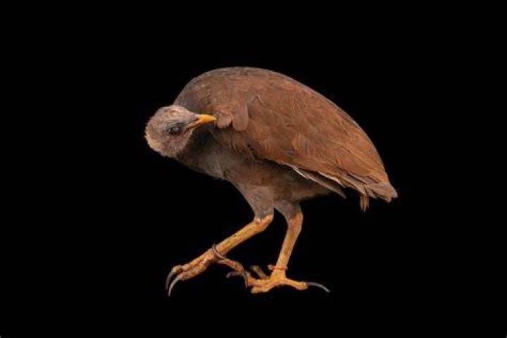Foul Fowl Photograph by Brian Wallace Fine Art America