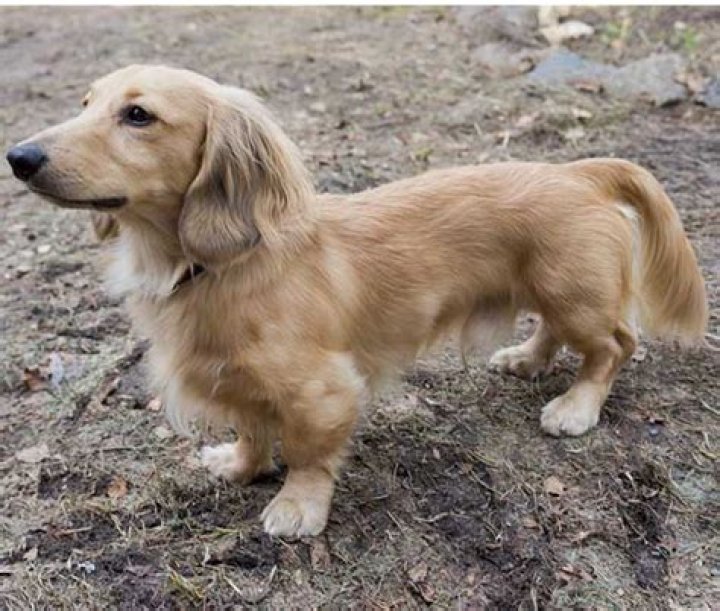 Golden Wiener Dog The Golden Retriever Dachshund Mix Ultimate Home Life
