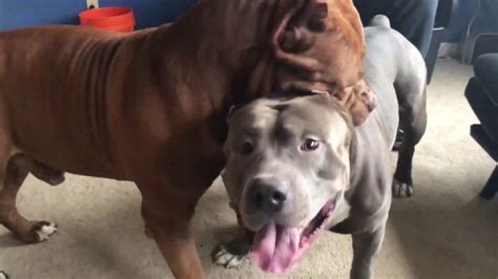 HULK Giant family Pitbull showing his son who&rsquo;s the BOSS YouTube