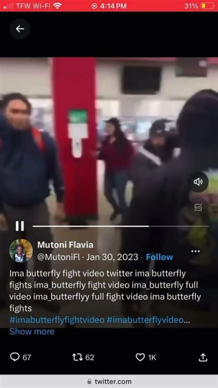 Ima Butterfly Fight Video Original Goldsport