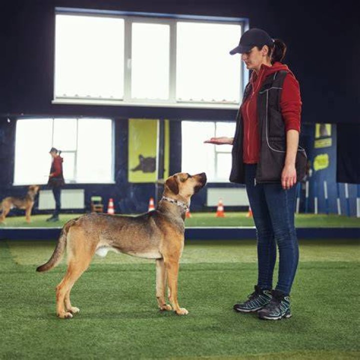 Image of American-Mexican dog trainer, Cesar Millan
