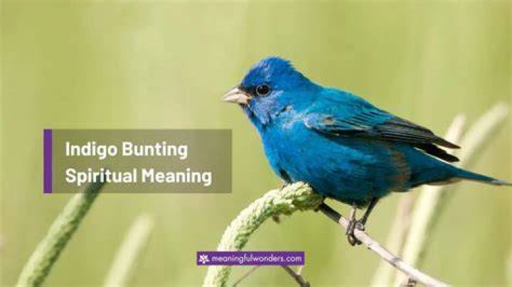 Indigo Bunting Spiritual Meaning Explore the Hidden Path