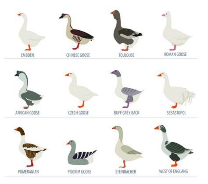 List of goose breeds