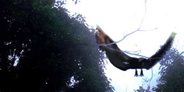Lost The Mysterious Hurley Bird Explained By The Epilogue
