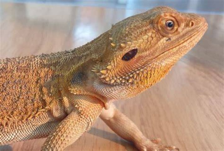 Mite Emergency &bull; Bearded Dragon . org