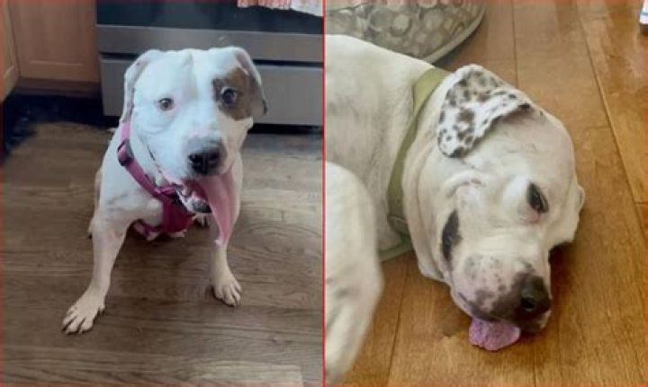 NJ man stomped dog, battered uncle's head, spit on cop