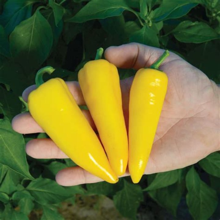 Pepper Sugar F1 Harris Seeds