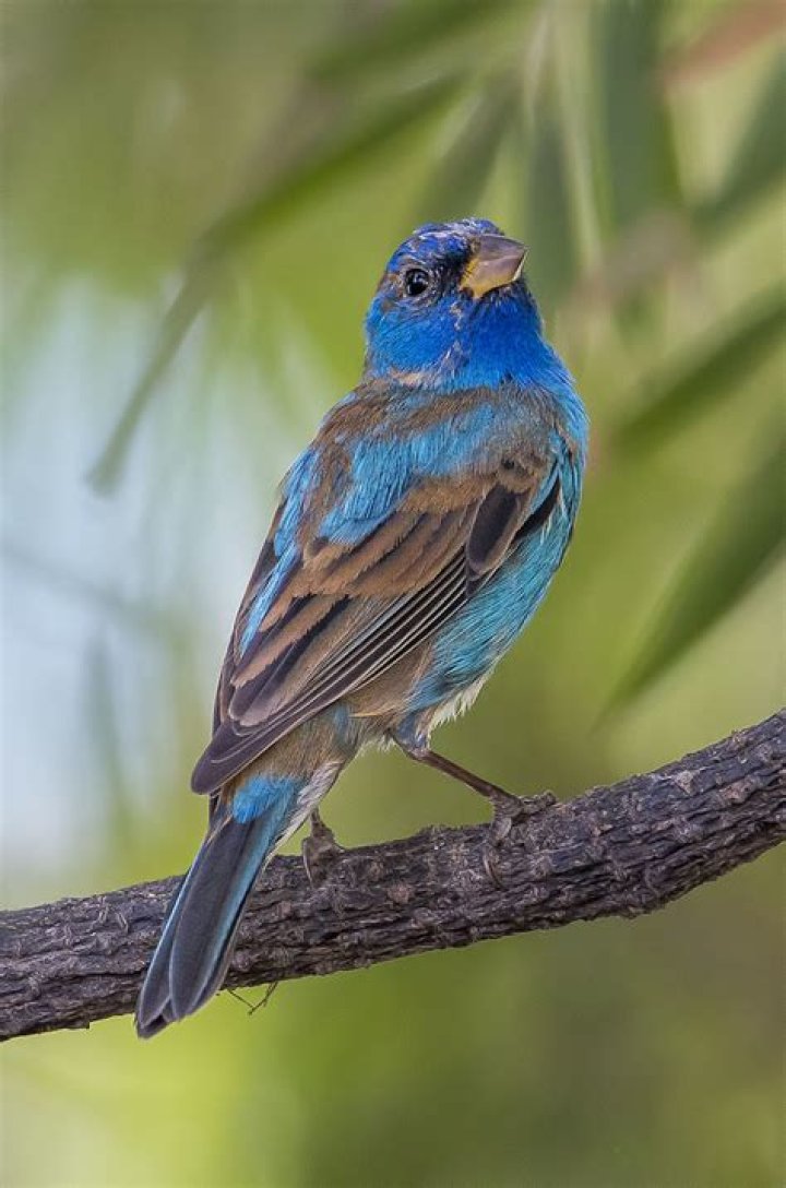 Photographing Indigo Buntings and The Illusion of Seeing Blue
