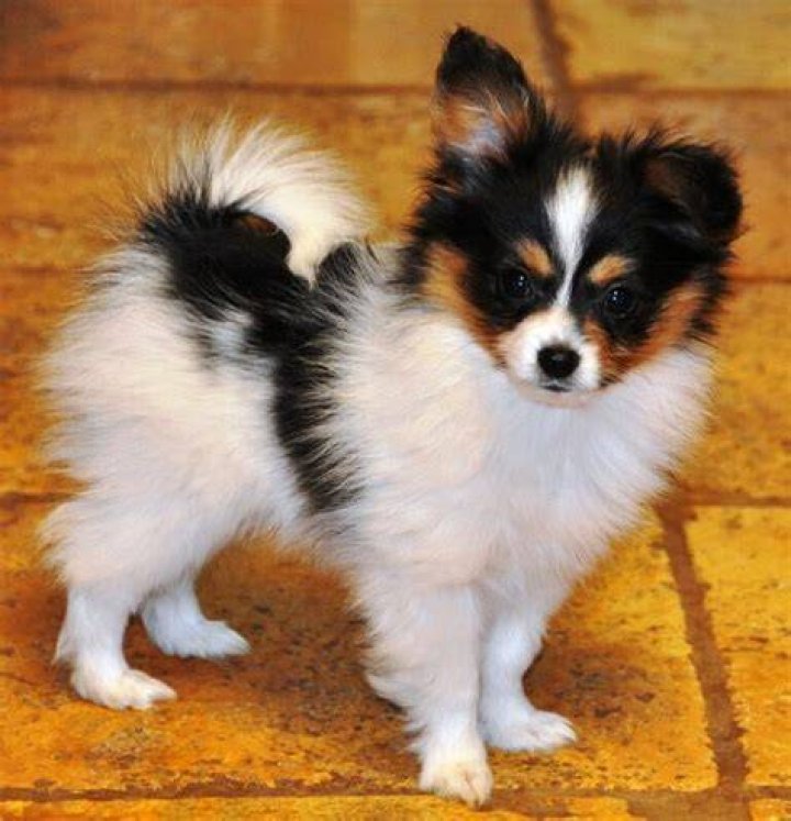 Pictures of Papillon Soo