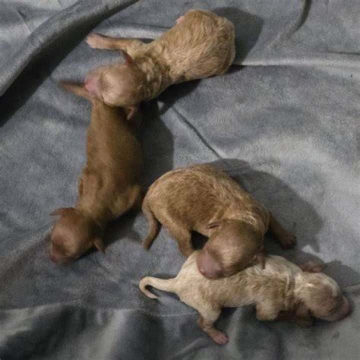 Pin by Lancaster Puppies on Puppies Morkie puppies, Dog breeder