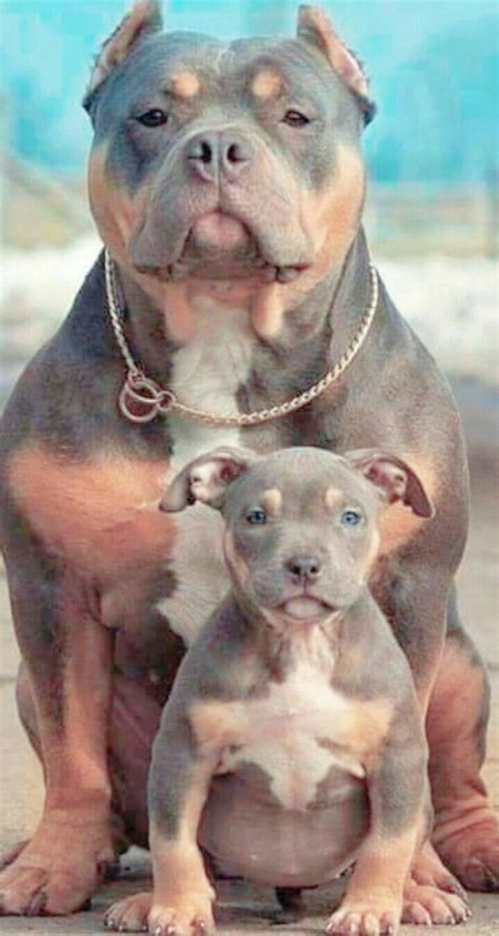 Pitbull father and son!