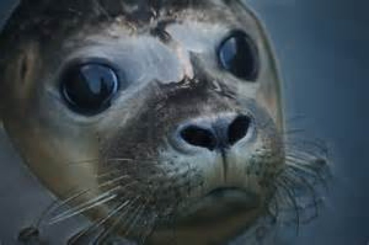 Seal Hier best&auml;tigt er seine Liebe zu ExAssistentin Laura Strayer