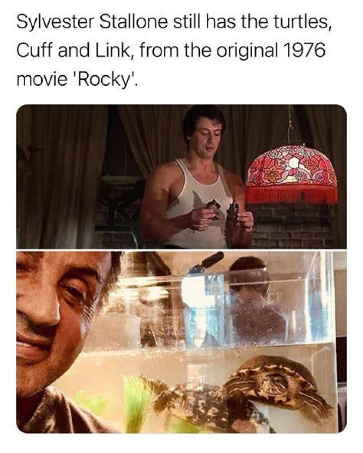 Sylvester Stallone Still Owns Turtles From 'Rocky' Movie They Are Now 44!
