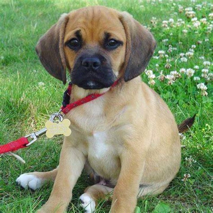 The 28 Cutest Mixed Breed Pups That Will Melt Your Heart Dachshund