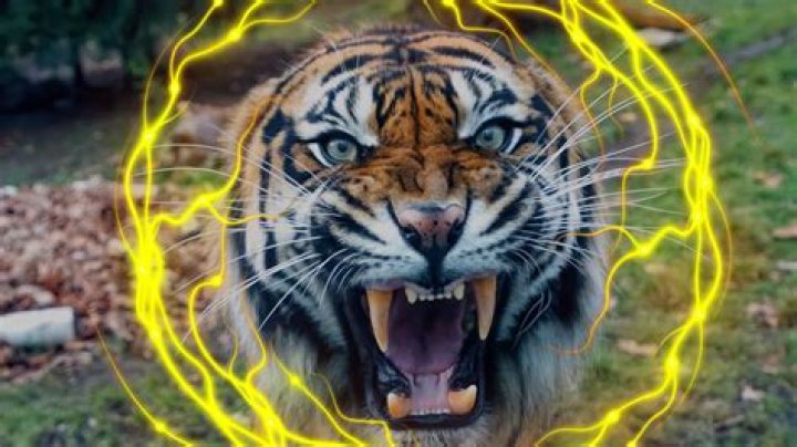 Tiger That Attacked 'Siegfried and Roy' Star Dies