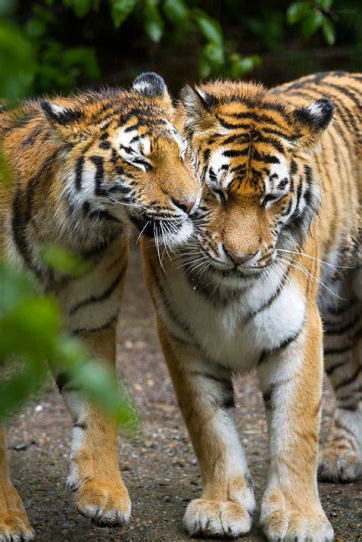 two tigers A picture from two amur tigers, I've made at Zo&hellip; Flickr