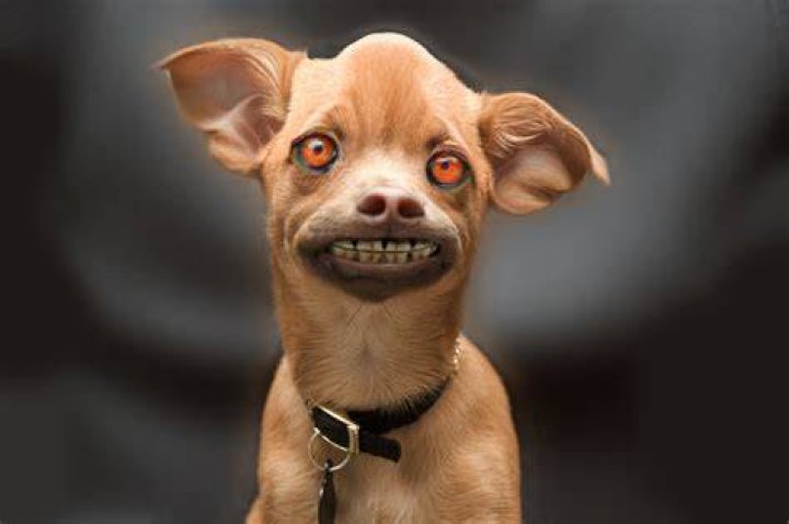 Ugly Dog Wallpaper (58+ pictures)