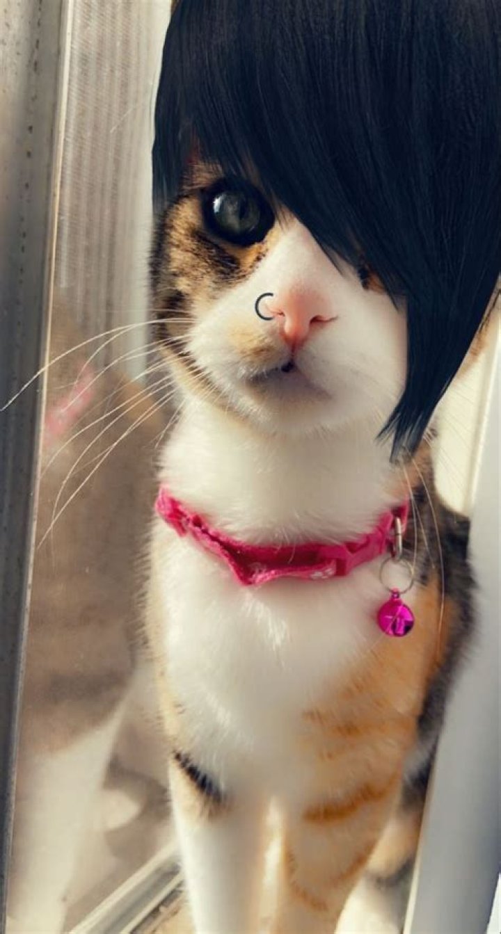 Unveiled: The Little Emo Kitten OnlyFans Leak And Its Impact