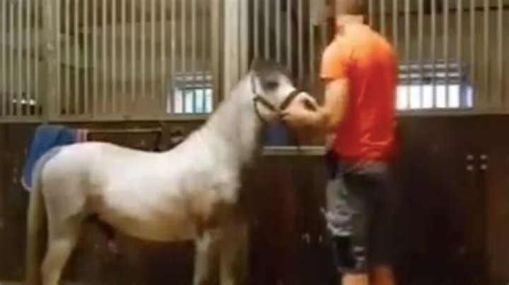 What is the Michael Hanley Horse video? Mr Hands memes erupt as